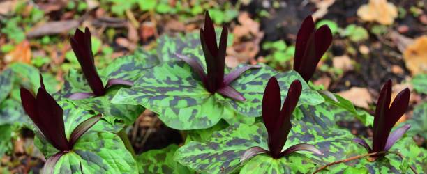 istock Trillium Chloropetalum Giganteum 1144405107