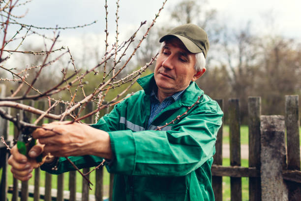 istock Man pruning tree with clippers. Male farmer cuts branches in spring garden with pruning shears or secateurs 1144405122