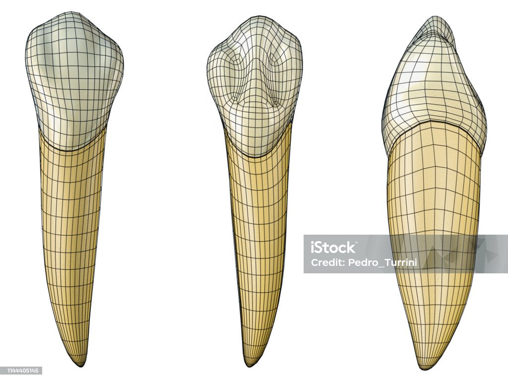 mandibular canine tooth in the vestibular, palatal and lateral views with black wireframe wrapping the tooth. Realistic 3d illustration of mandibular canine tooth with black wire. Anatomy Stock Photo