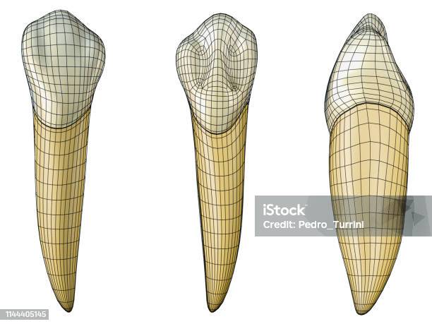 Mandibular Canine Tooth In The Vestibular Palatal And Lateral Views With Black Wireframe Wrapping The Tooth Realistic 3d Illustration Of Mandibular Canine Tooth With Black Wire Stock Photo - Download Image Now