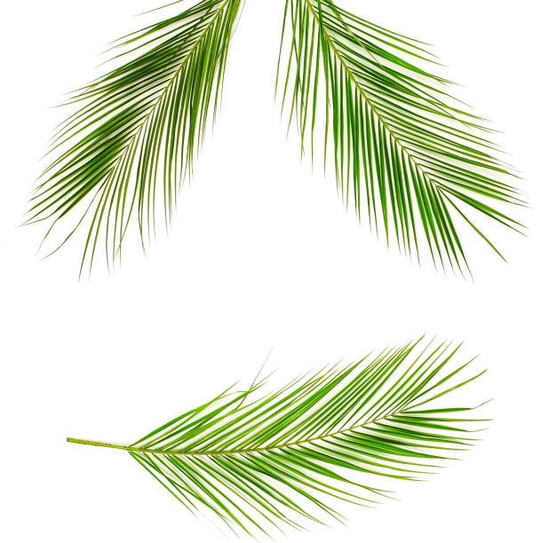 istock Banner tropical green palm leaves , branches pattern frame on a white background. top view.copy space.abstract. 1144406200