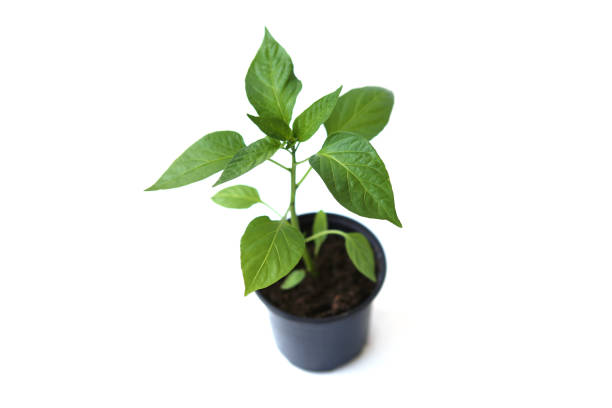 istock Seedling of young bell pepper isolated on white background. 1144406278