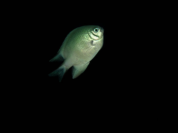 istock Pale Damselfish (Amblyglyphidodon indicus). Taken in Red Sea, Egypt. 1144406513