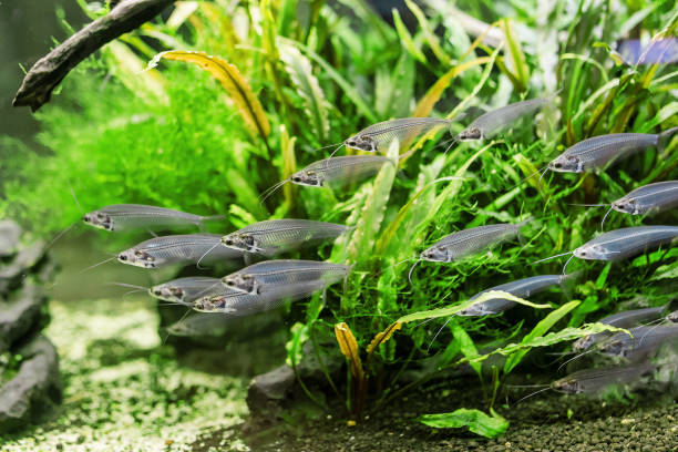 istock Unusual Glass catfish or ryptopterus vitreolus in aquarium 1144406565