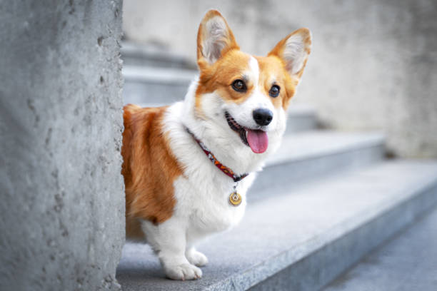 lindo perro galés corgi sentado en los escalones de la ciudad. un perro en la ciudad. perro en paisaje urbano - corgi galés pembroke fotografías e imágenes de stock