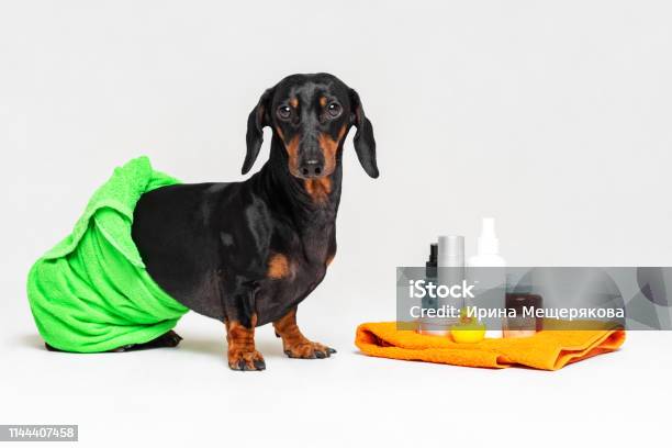 Amfibisch Stout De slaapkamer schoonmaken Schattige Hond Teckel Zwart En Tan Verpakt In Een Groene Handdoek Na Het  Douchen Met Een