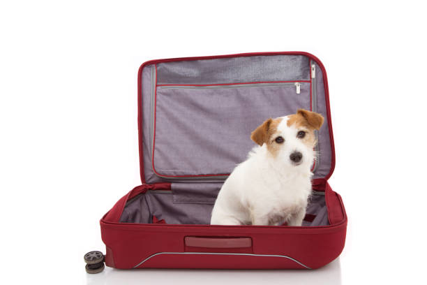 istock CUTE JACK RUSSELL DOG INSIDE A RED MODERN BAGGAGE OR LUGGAGE GOING ON VACATIONS. ISOLATED AGAINST WHITE BACKGROUND. 1144407509