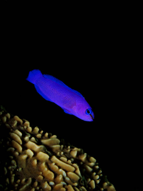 orchid dottyback (pseudochromis fridmani) orchid dottyback (pseudochromis fridmani) orchid dottyback stock pictures, royalty-free photos & images