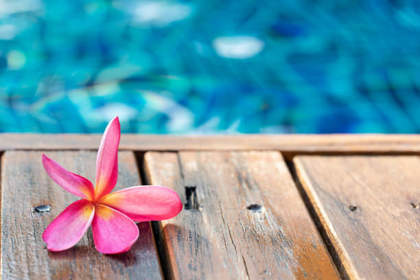 Pink frangipani plumeria Spa Flower on wooden floor near the pool stock photo