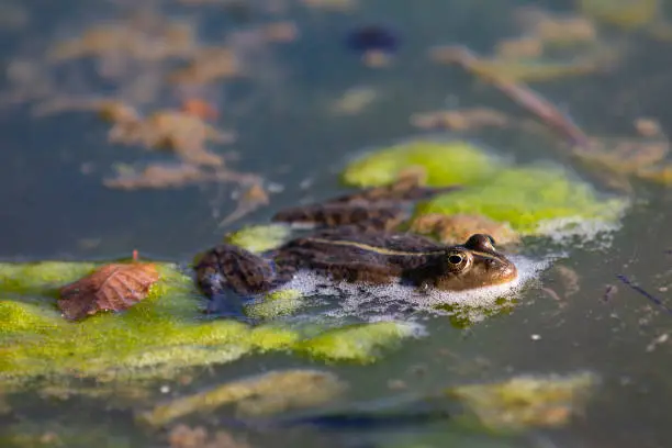 Epirus water frog in a pond with muddy water.