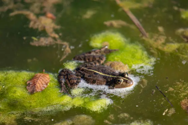 Epirus water frog in a pond with muddy water.