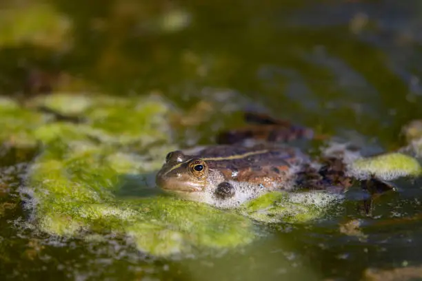 Epirus water frog in a pond with muddy water.