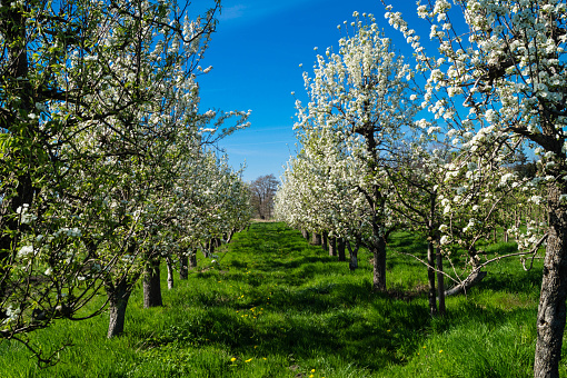 Colourful apple and cherry blossoms in the Altes Land near Hamburg