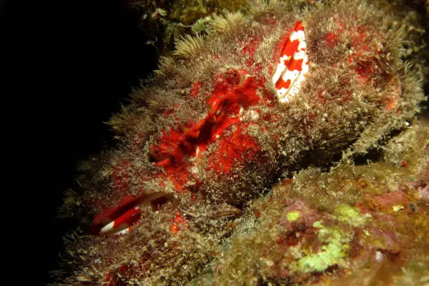 Photo of Abbott's coral crab (Hypocolps abboti) Taking in Red Sea, Egypt.