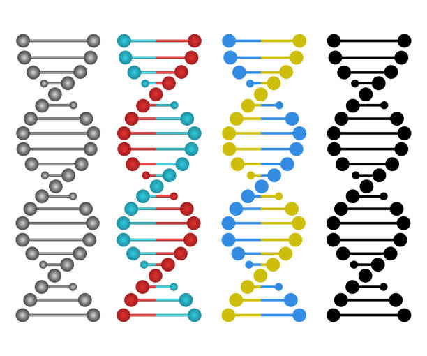ilustrações, clipart, desenhos animados e ícones de ilustração humana do projeto do vetor do adn - dna helix spiral color image