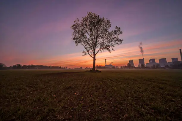A lone tree in a field with Ferrybridge Power Station in the background,taken at sunrise.