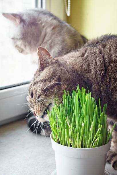 istock Pet grass, Cat grass. Cat is eating a cat grass. 1144410606