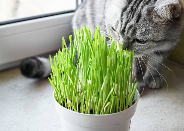 istock Pet grass, Cat grass. Cat is eating a cat grass. 1144410621