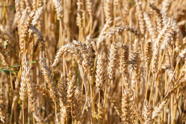istock Field of barley 1144413077