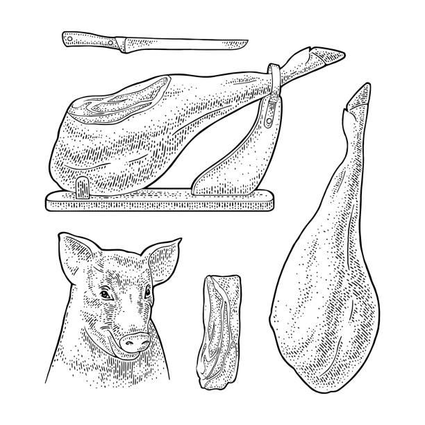 illustrazioni stock, clip art, cartoni animati e icone di tendenza di testa di maiale e jamon. incisione vintage nera vettoriale - haunch