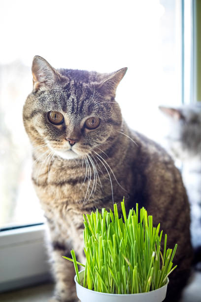 istock Pet grass, Cat grass. Cat is eating a cat grass. 1144414150