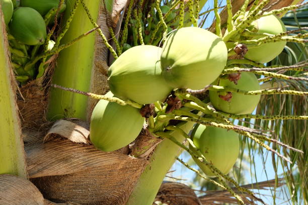 istock Fresh coconut on coconut tree. Close up coconut cluster. 1144414667