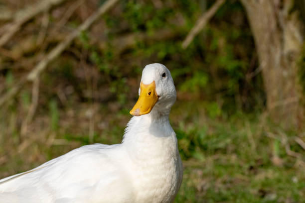 istock Portrait of a white heavy Pekin Duck 1144415499