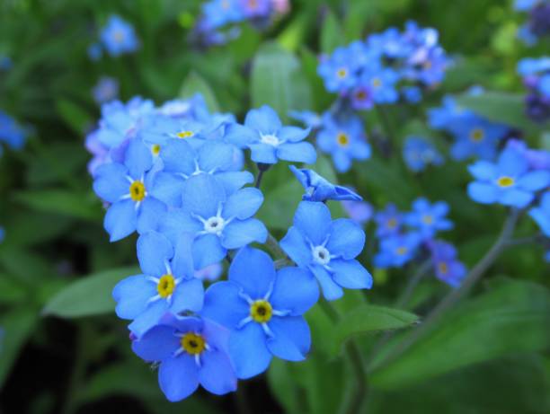 istock Pretty & Bright closeup Light Blue Forget Me Not Flowers in Spring 2019 1144415583