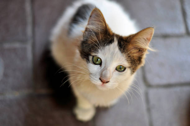 istock small and cute kitten with green eyes 1144415608