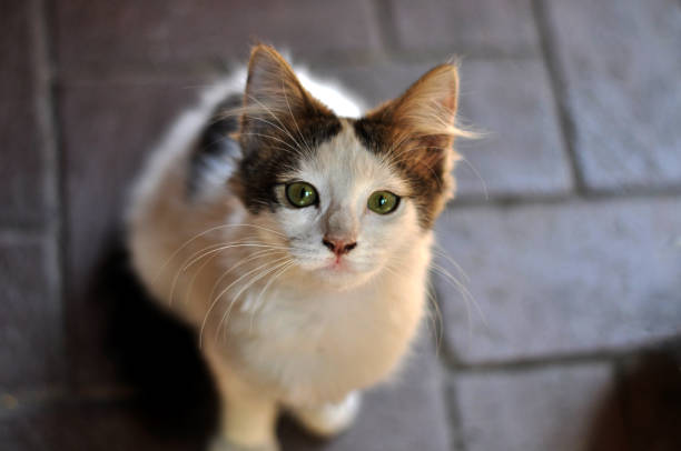 istock small and cute kitten with green eyes 1144415613