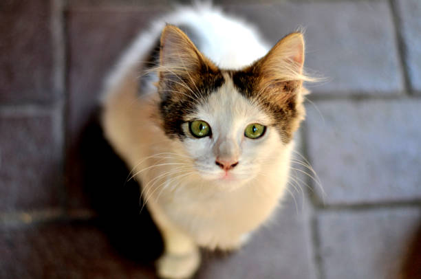 istock small and cute kitten with green eyes 1144415650