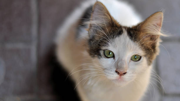 istock small and cute kitten with green eyes 1144415665