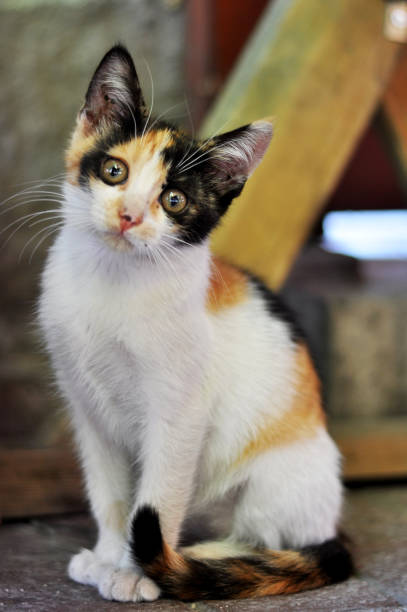 istock street cat looking at camera 1144415690