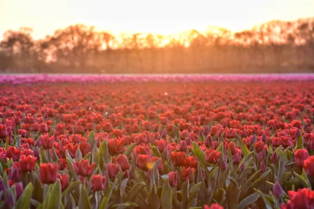 istock red tulip fields in sunset light in lisse, netherlands 1144416538