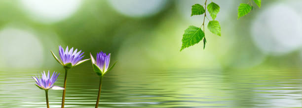 image of lotus on the water