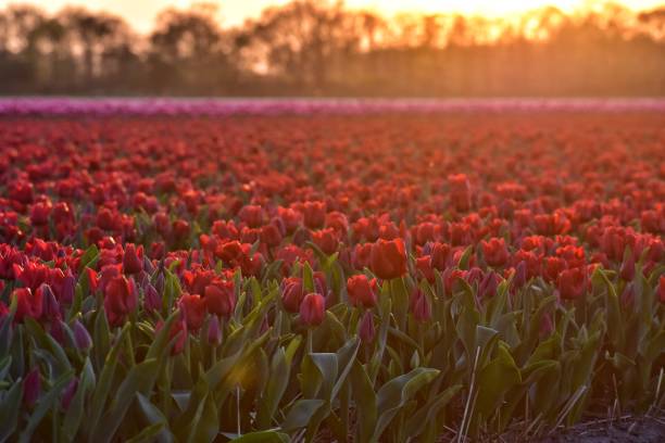 istock red tulip fields in sunset light in lisse, netherlands 1144416790
