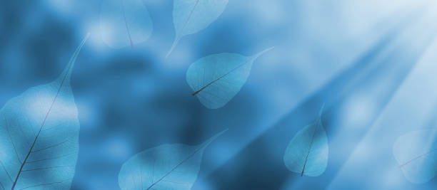 image of autumn leaves on blue background