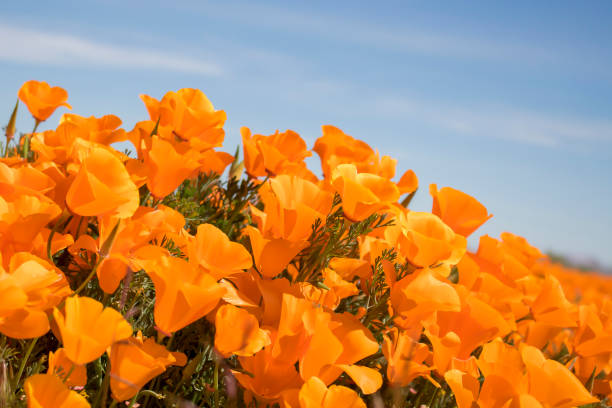istock Close Up Side Angle Orange Poppy Field with Blue Sky 1144417054