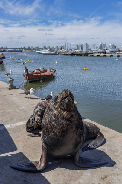 Sea lion in the port of Punta del Este, Uruguay Sea lion in the port of Punta del Este, Uruguay cabo polonio stock pictures, royalty-free photos & images