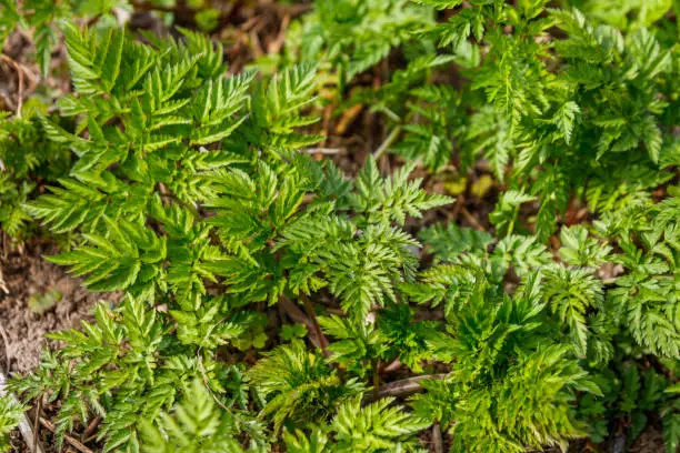 Green hemlock spotted plants (Conium Maculatum)