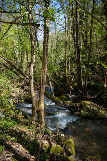 Small Stream In Woods 500+ Slow Moving River In The Woods Stock Photos, Pictures & Royalty ...