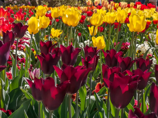 istock Colorful tulip bed in spring 1144418456