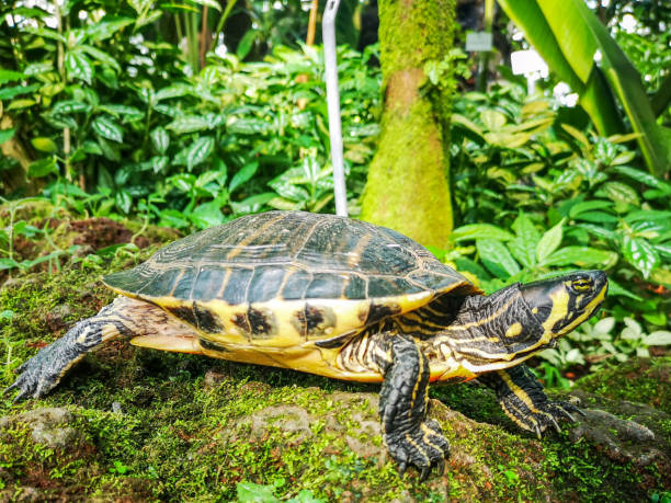istock Cooter with green tropical background 1144418470