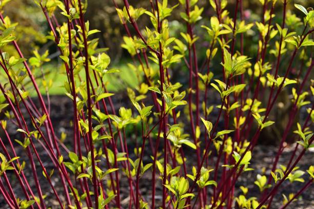Cornus Alba Sibirica Red stems of the Siberian Dogwood. cornus alba sibirica stock pictures, royalty-free photos & images