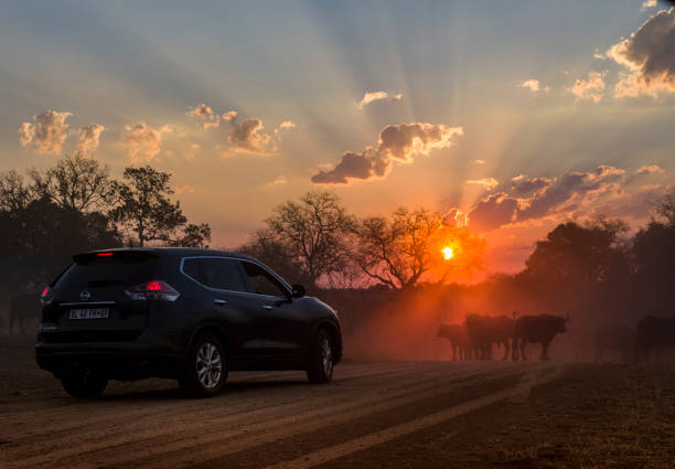 sunset sunrise parque nacional kruger safari turístico buffalo herd - traffic jam traffic sports utility vehicle car fotografías e imágenes de stock