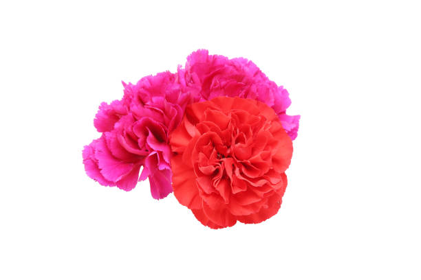 istock bouquet of carnation in a white background 1144419594
