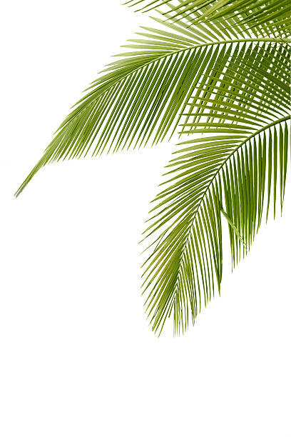 Palm tree Part of palm tree on white background palm leaf photos stock pictures, royalty-free photos & images