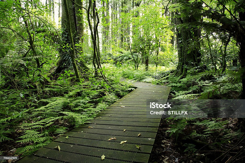 Forest - Photo de Allée couverte de planches libre de droits