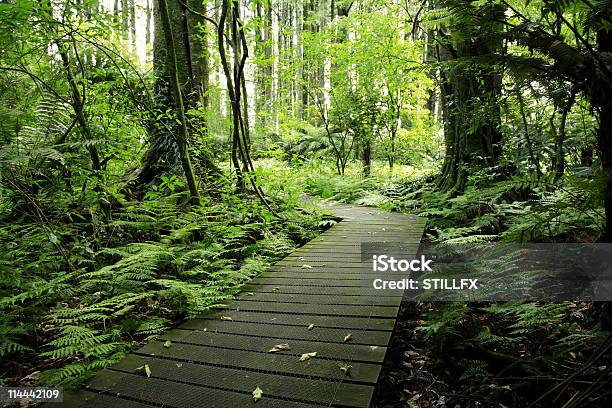 Photo libre de droit de Forest banque d'images et plus d'images libres de droit de Allée couverte de planches - Allée couverte de planches, Arbre, Bois