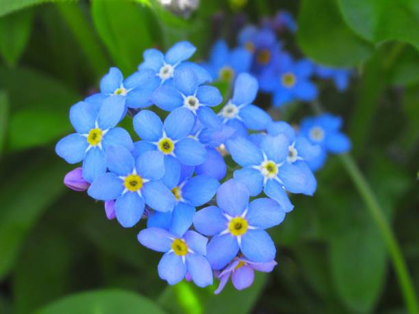 istock Pretty & Bright closeup Light Blue Forget Me Not Flowers in Spring 2019 1144421103